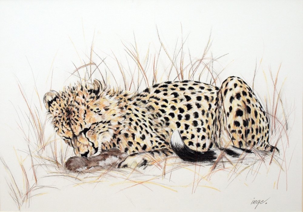 Cheetah Cub Eating