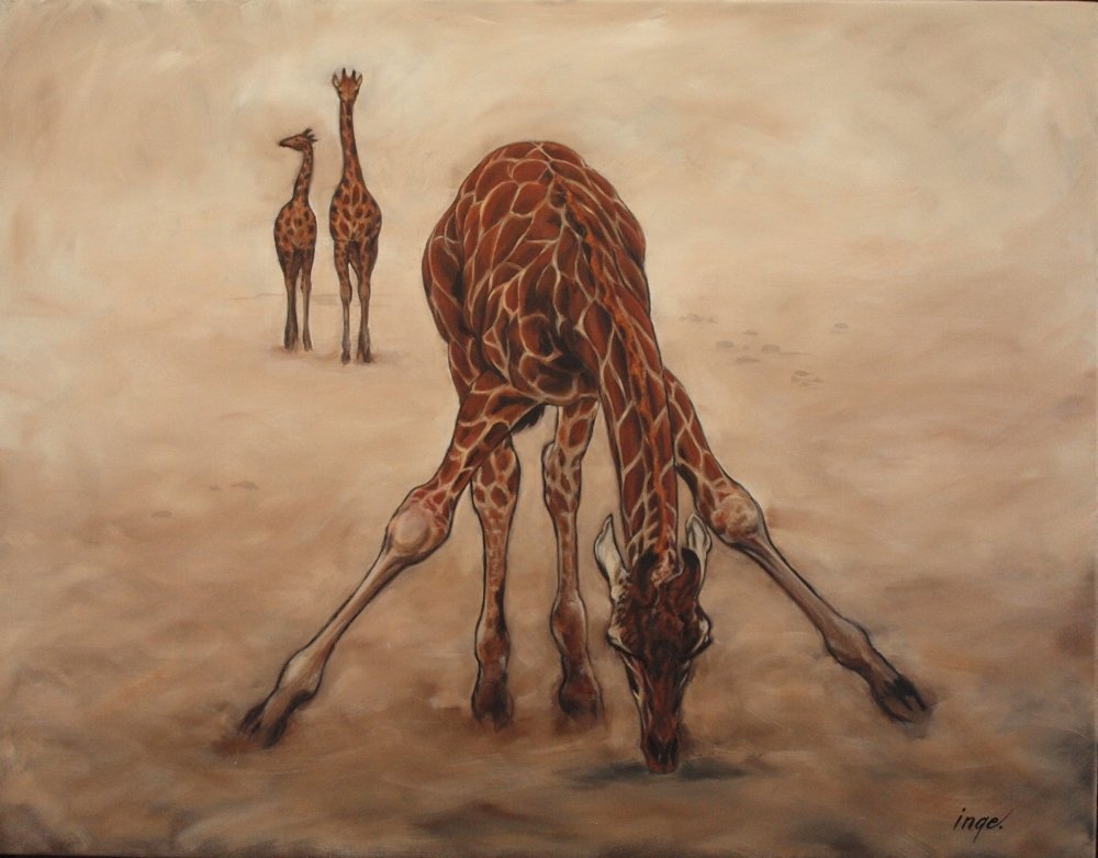 Giraffe calf trying to reach the ground.