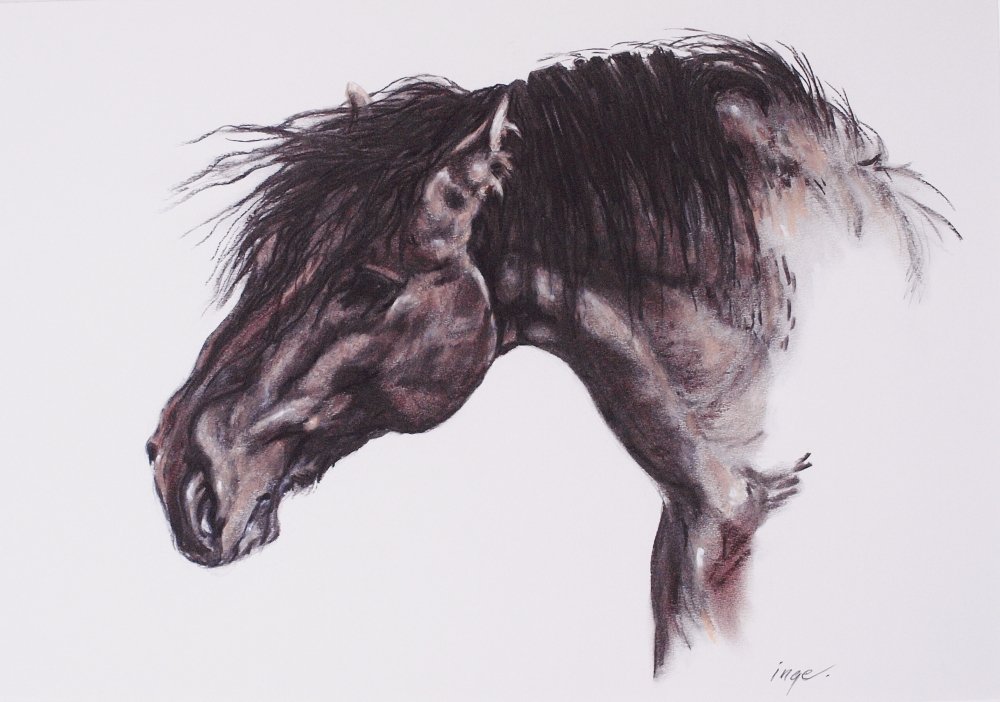 A Stallion
