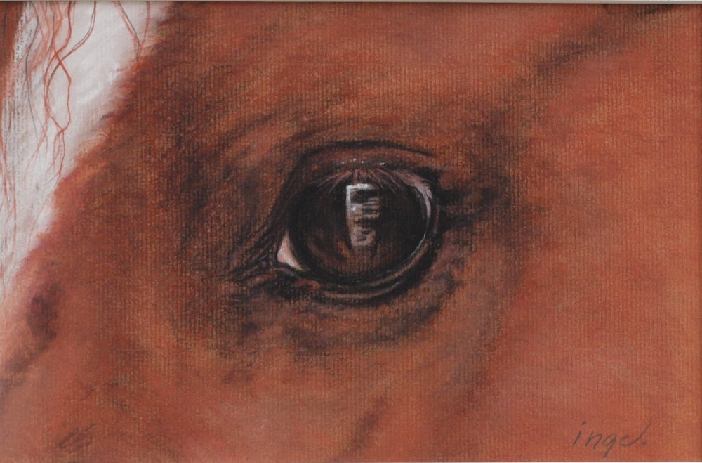 Horse Eye