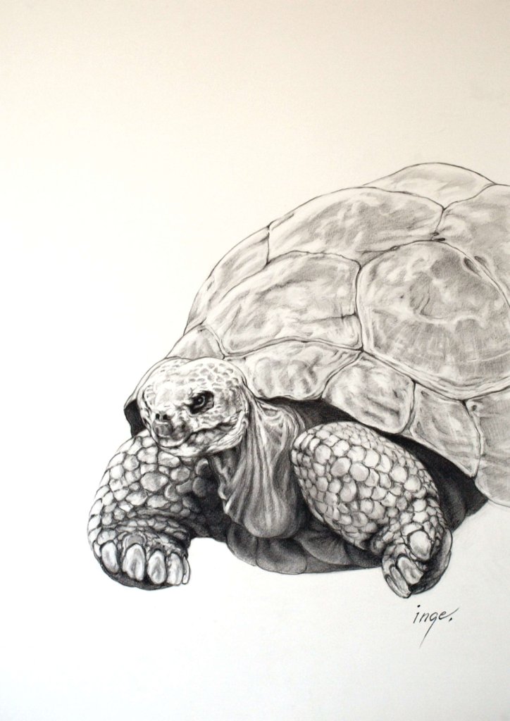 We were visiting Auckland Zoo, when I was amazed by these mighty giants, they look so old, but they are in fact youngsters, 35-40 years, as they can become become around or even more than 120 years. A fully grown Galapagos Tortoise weigh around kg.260.