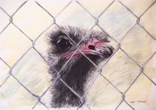 Ostrich @ Wipsnade Zoo looking out through the fence, - so who is looking at who?