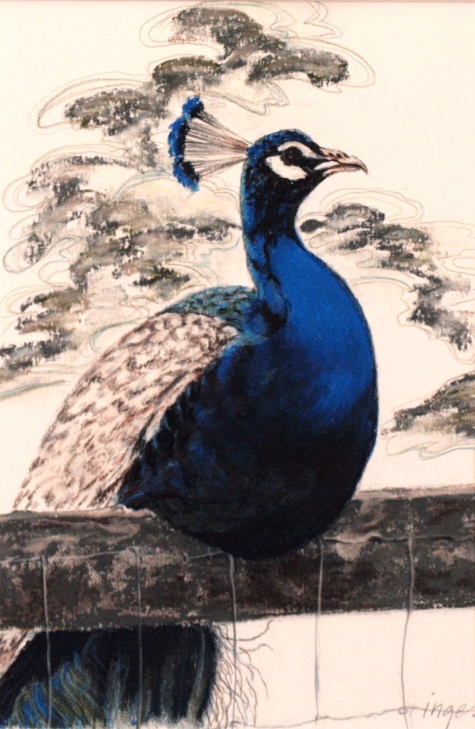 Peacock Resting