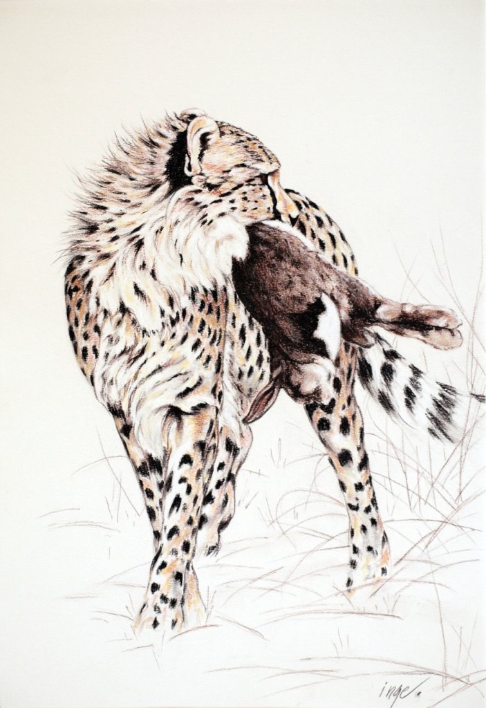 Cheetah with dinner