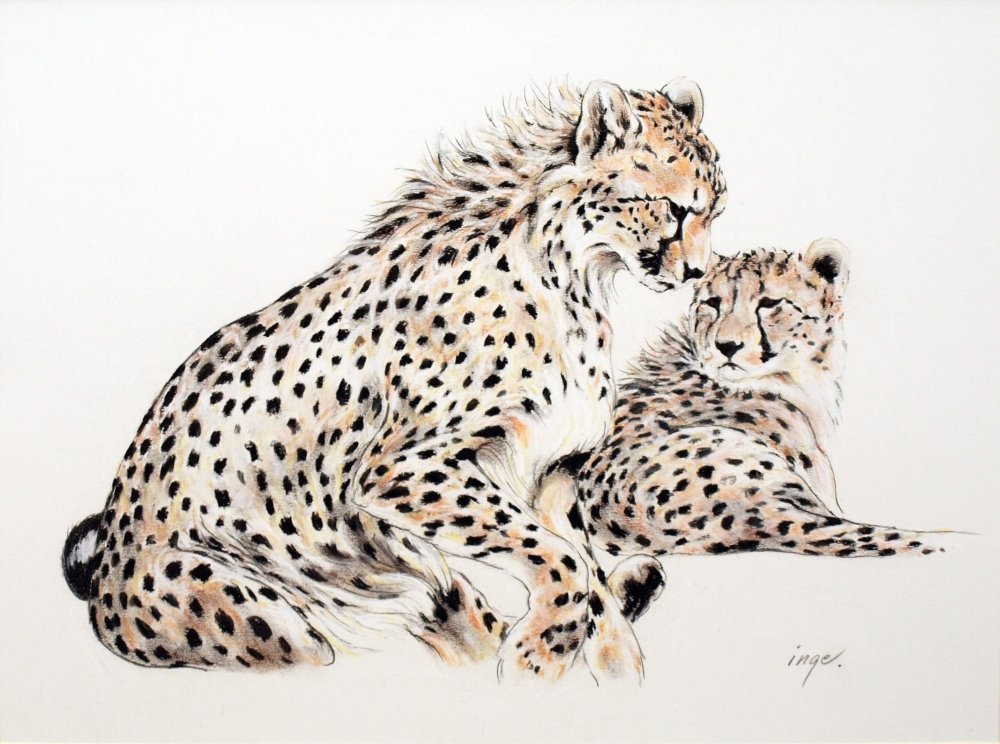The Cheetah which is the fastest Land animal over shorter distances is as most of the bigger animals in the wild, threatened to survive for numerous reasons, but most likely because their environment is disturbed or taken into use by us.   
