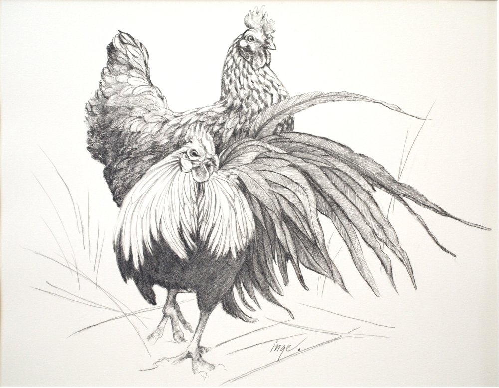 I have never thought I would draw Poultry, but they are so funny in character, though they are small ...compared to us, they gives the impression, that no matter size, we are their servants.