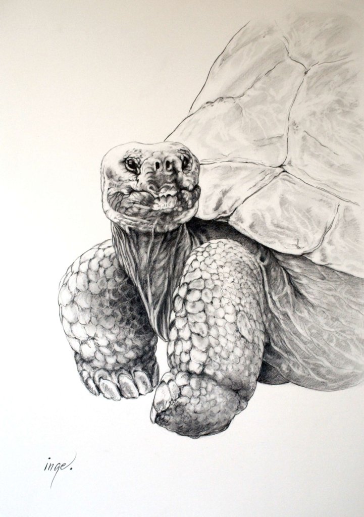 We were visiting Auckland Zoo, when I was amazed by these mighty giants, they look so old, but they are in fact youngsters, 35-40 years, as they can  become around or even more than 120 years. A fully grown Galapagos Tortoise weigh around kg.260.
