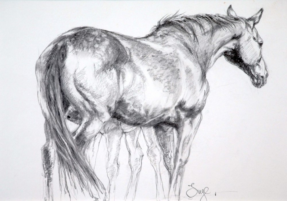 Mare and foal study