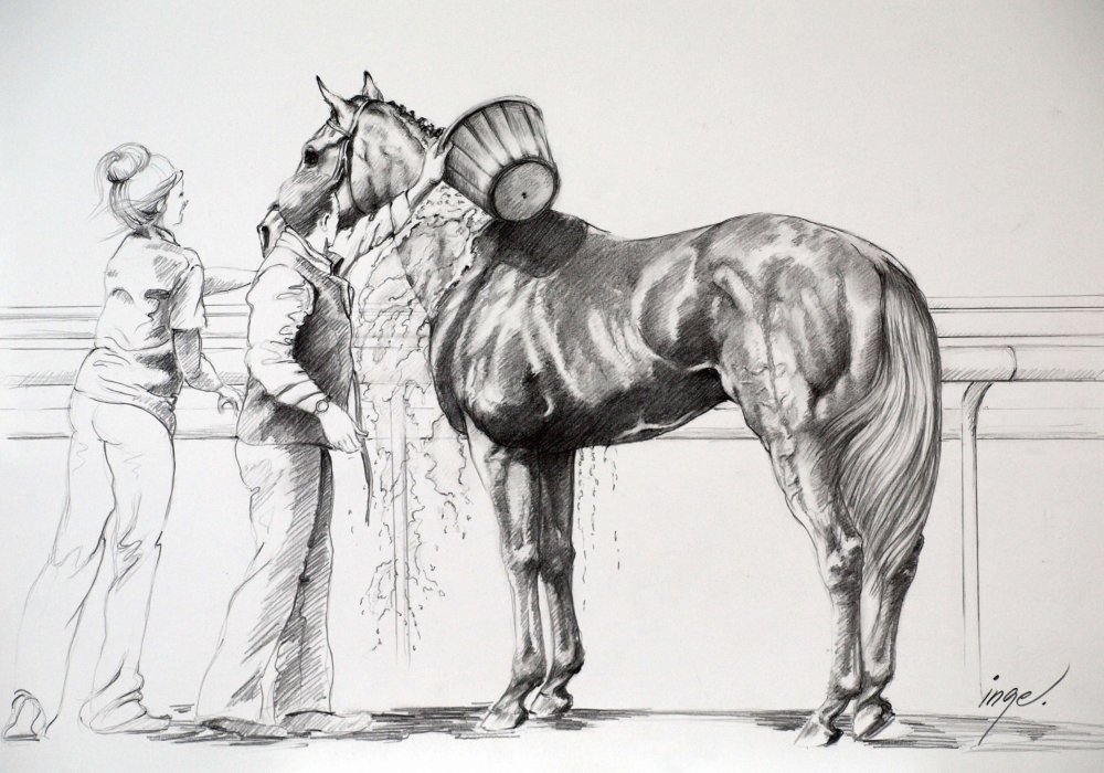 Racehorse